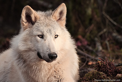 Wild Ireland - Bears & Wolves - November 2019